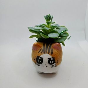 Echeveria Succulent in Grumpy Cat Planter